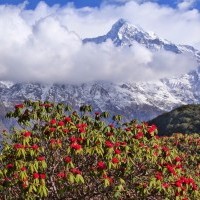 Mardi Himal Trekking